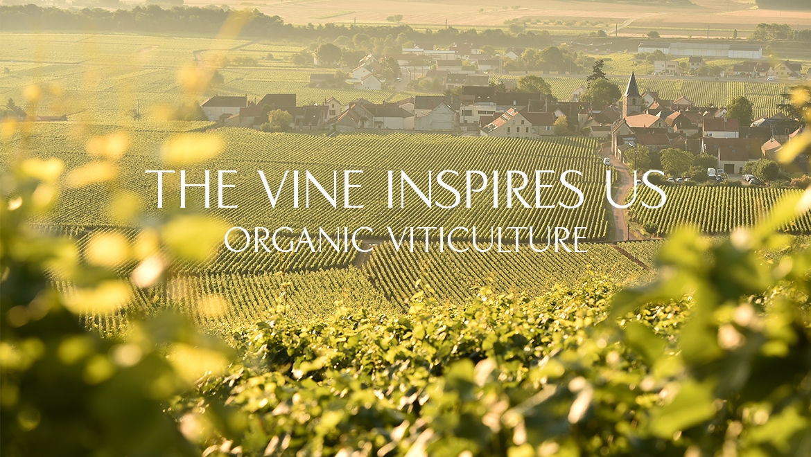 vinesime